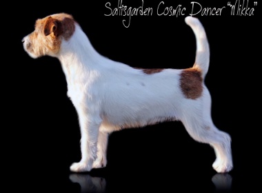 Saltisgarden Cosmic Dancer | Jack Russell Terrier 