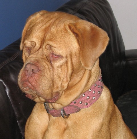 Rollos Lady Jane | Dogue de Bordeaux 