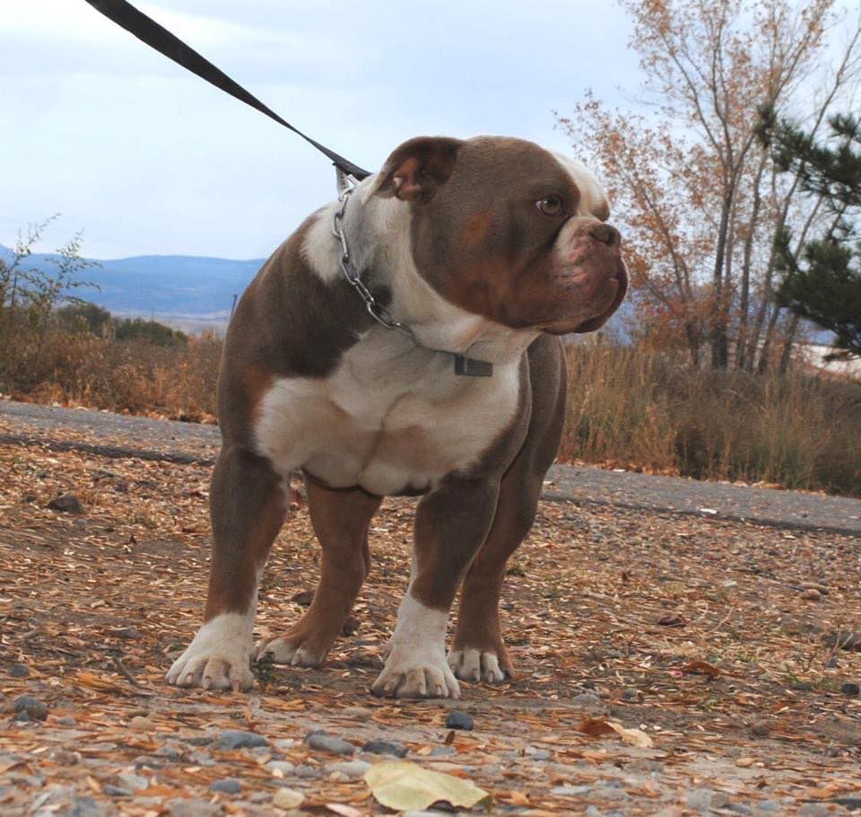 D-Day's Tonka | Olde English Bulldogge 