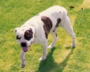 Williamson's Sport | American Bulldog 