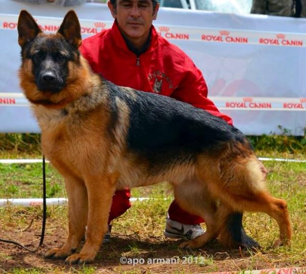 hugo von den nieplitzwiesen | German Shepherd Dog 