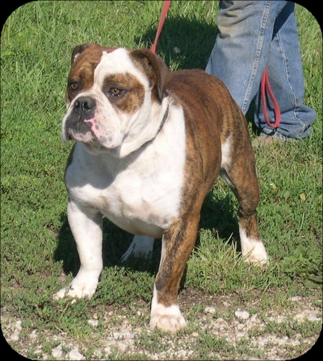 Edward's Lil Bit | Olde English Bulldogge 