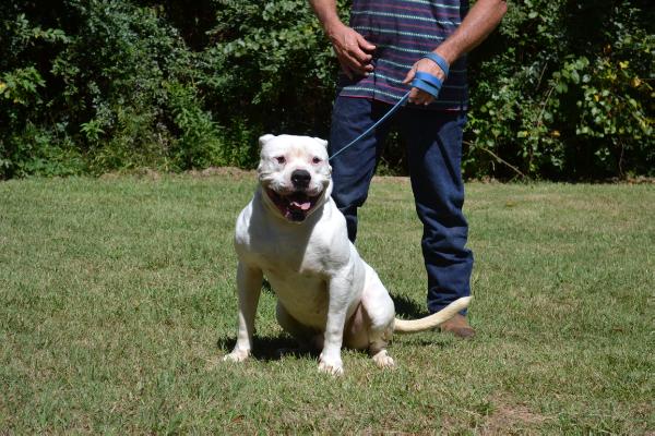 Rencher's Snowman of HHK | American Bulldog 