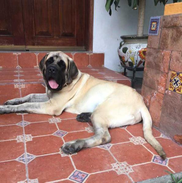 CARLO SLNKO ZEMPLINA OF KINGS MASTIFF | Mastiff 