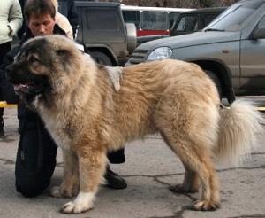 POTEMKIN IZ SVETLOGO DOMA | Caucasian Mountain Dog 