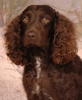 Little Brownies Cooki Cutter | American Water Spaniel 