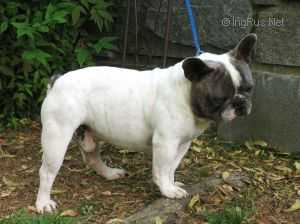 SHARK DENSEL | French Bulldog 