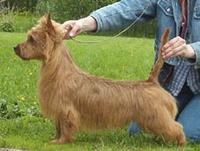 Bluepepper's Rock-Et To Sherex | Australian Terrier 