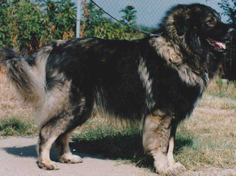 Dick Od lipovacke šume | Yugoslavian Shepherd Dog-Sarplaninac 