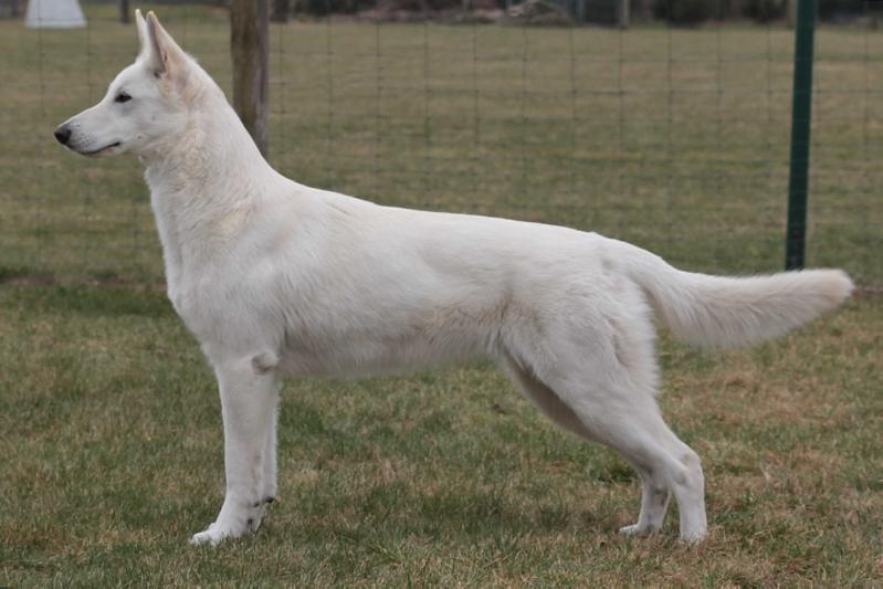 Belana vom Heiligen Gral | White Swiss Shepherd Dog 