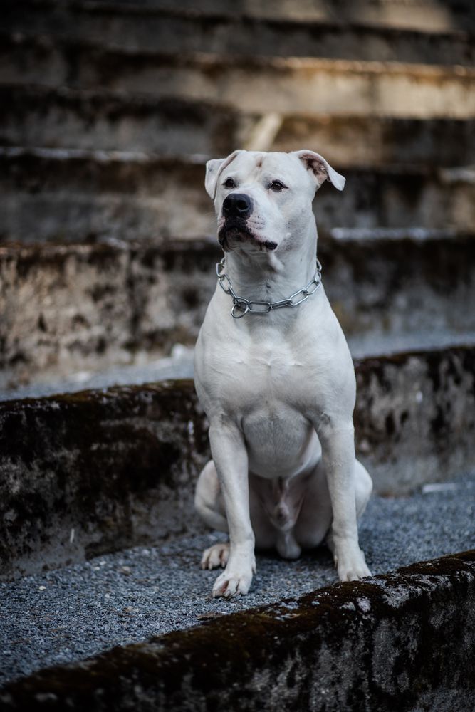 River Corn's Storm | American Bulldog 