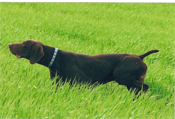 B'vasco | German Shorthaired Pointer 