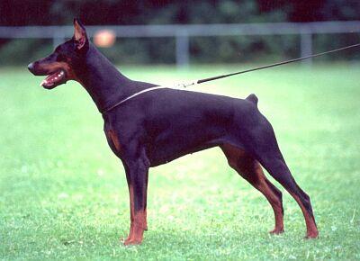 Ajoko Quirono di Matario | Black Doberman Pinscher