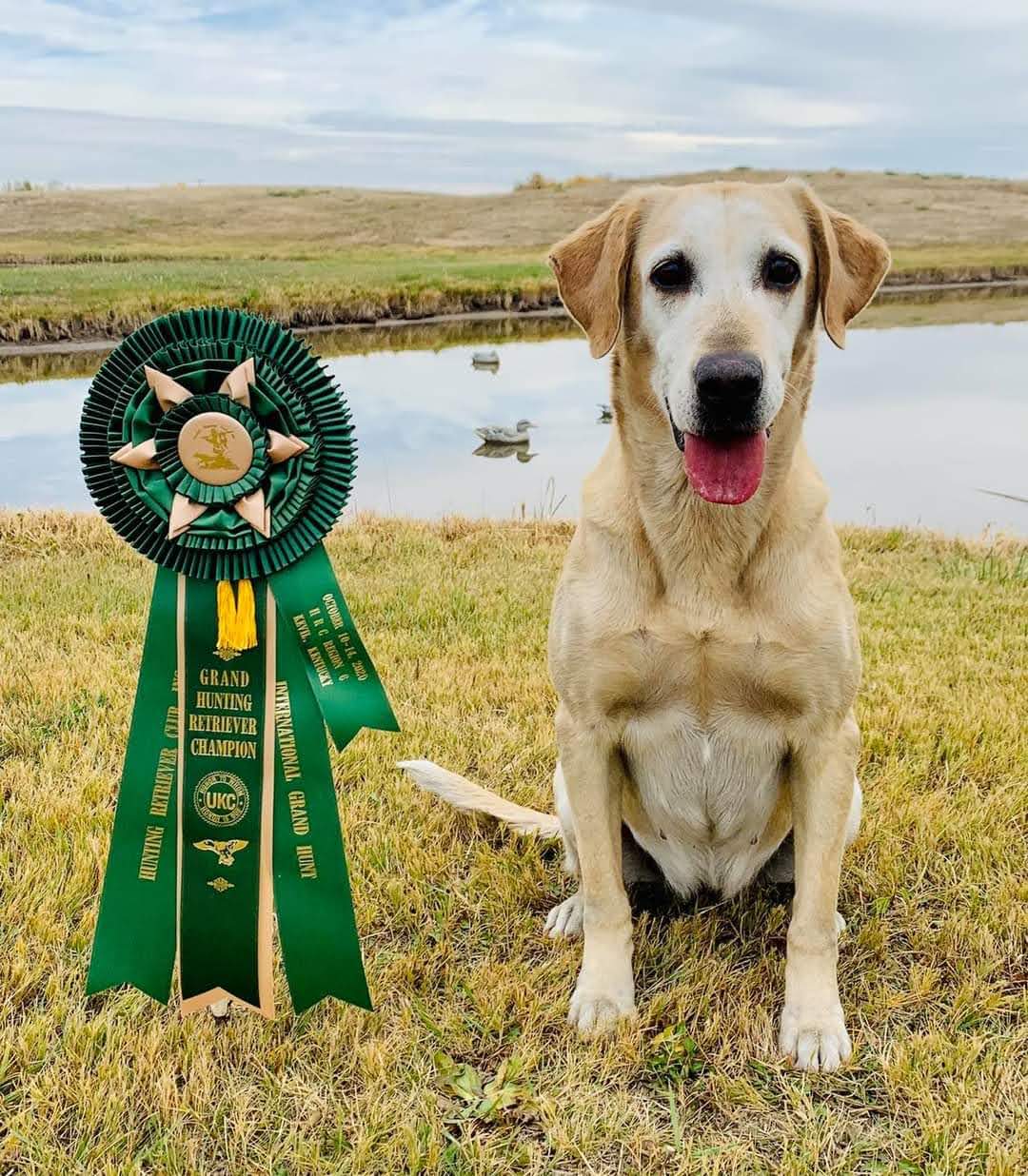 GRHRCH Sam's J Jumpin In Clover MH | Yellow Labrador Retriver