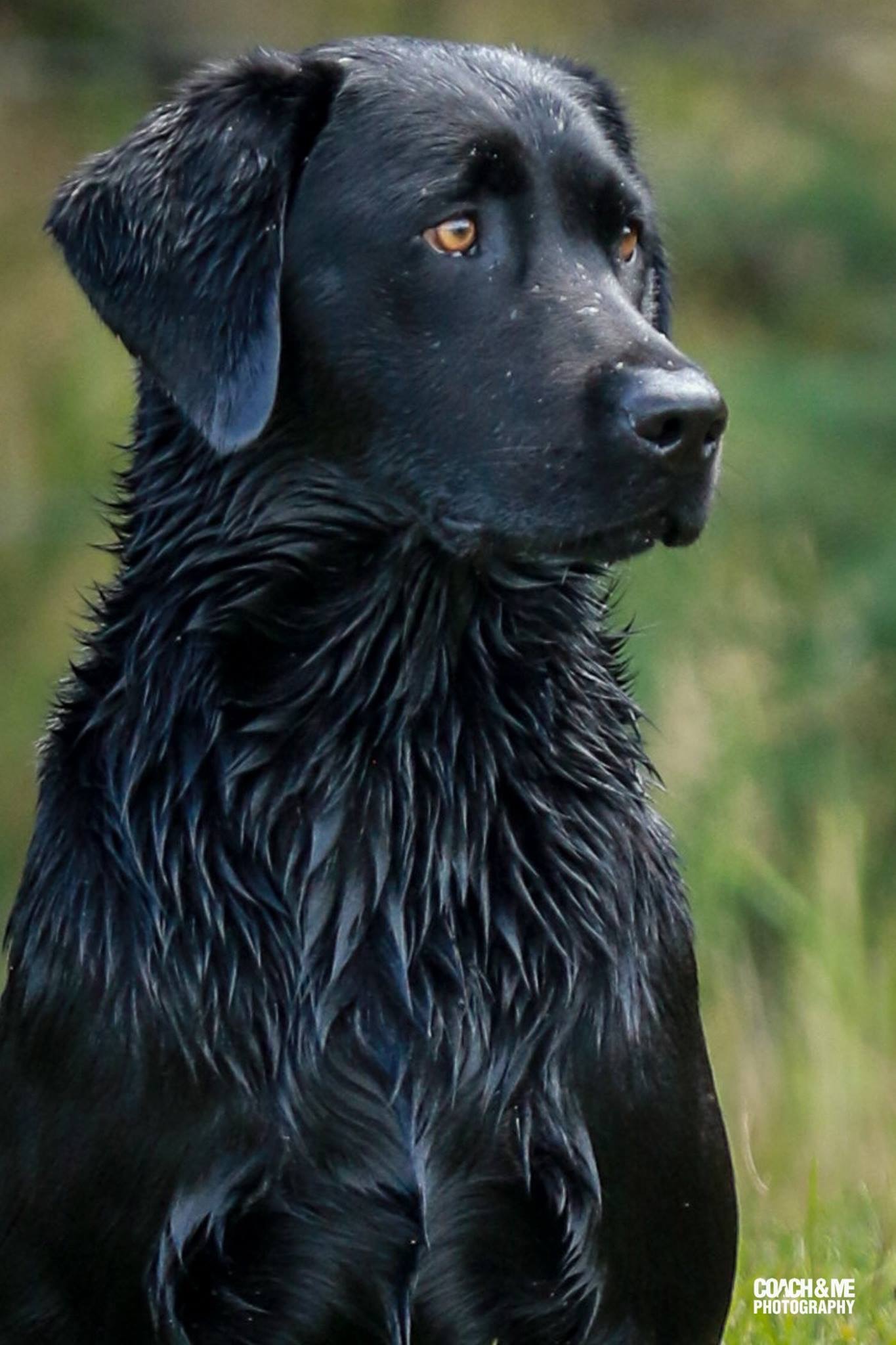 Heiforts Majestic Abigail SH | Black Labrador Retriver