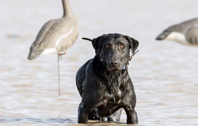 HRCH Creek Robber's Head Honcho | Black Labrador Retriver