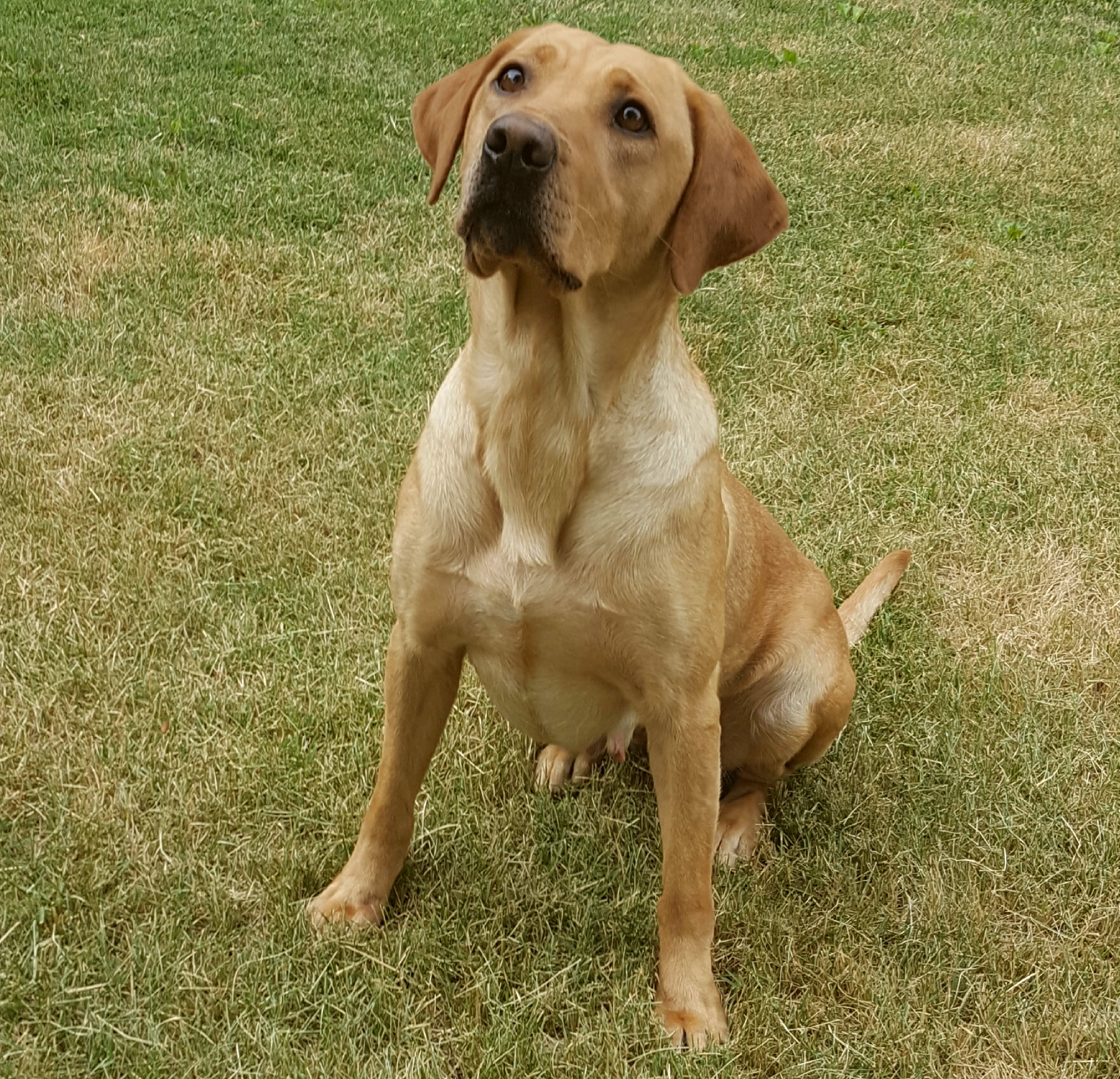 Prairie States American Crack Shot | Yellow Labrador Retriver