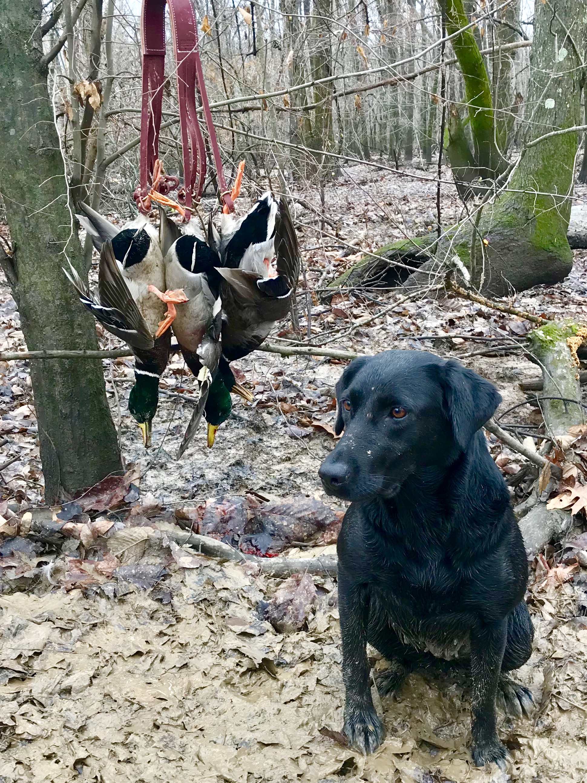 HRCH Varner's Kota MH | Black Labrador Retriver