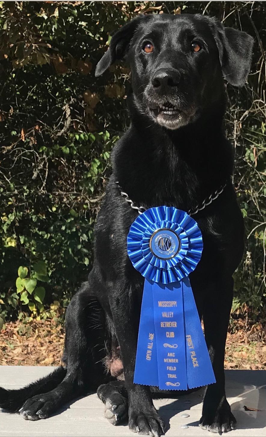 FC Summit's Fiddle Of Gold | Black Labrador Retriver