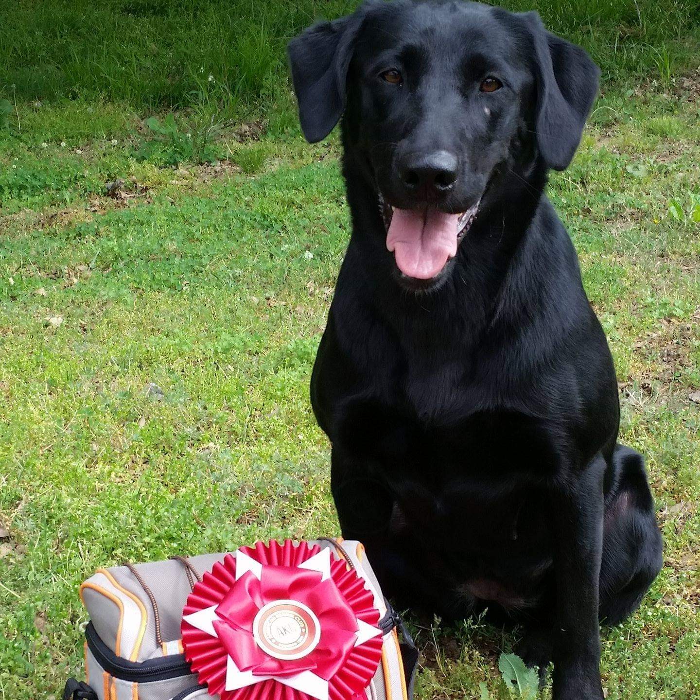 FC Summit's Fiddle Of Gold | Black Labrador Retriver