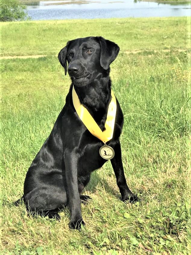 HRCH WyngMaster Trafford Whitby Jet S.H. | Black Labrador Retriver