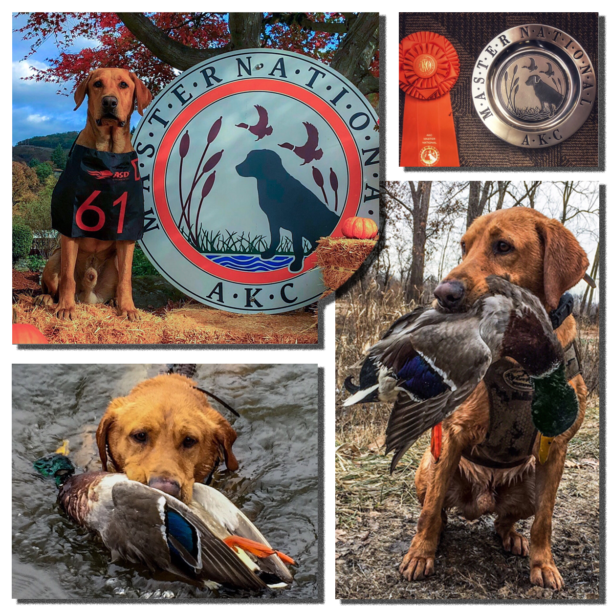 GRHRCH Grady's Hammerin A Cold One MNR | Yellow Labrador Retriver