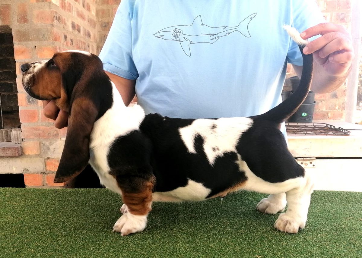 Bassefied Isak | Basset Hound 