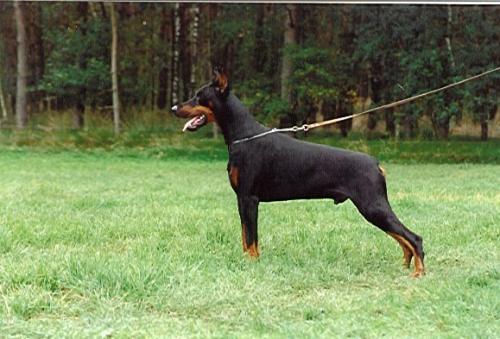 Graaf Edo v. Neerlands Stam | Black Doberman Pinscher