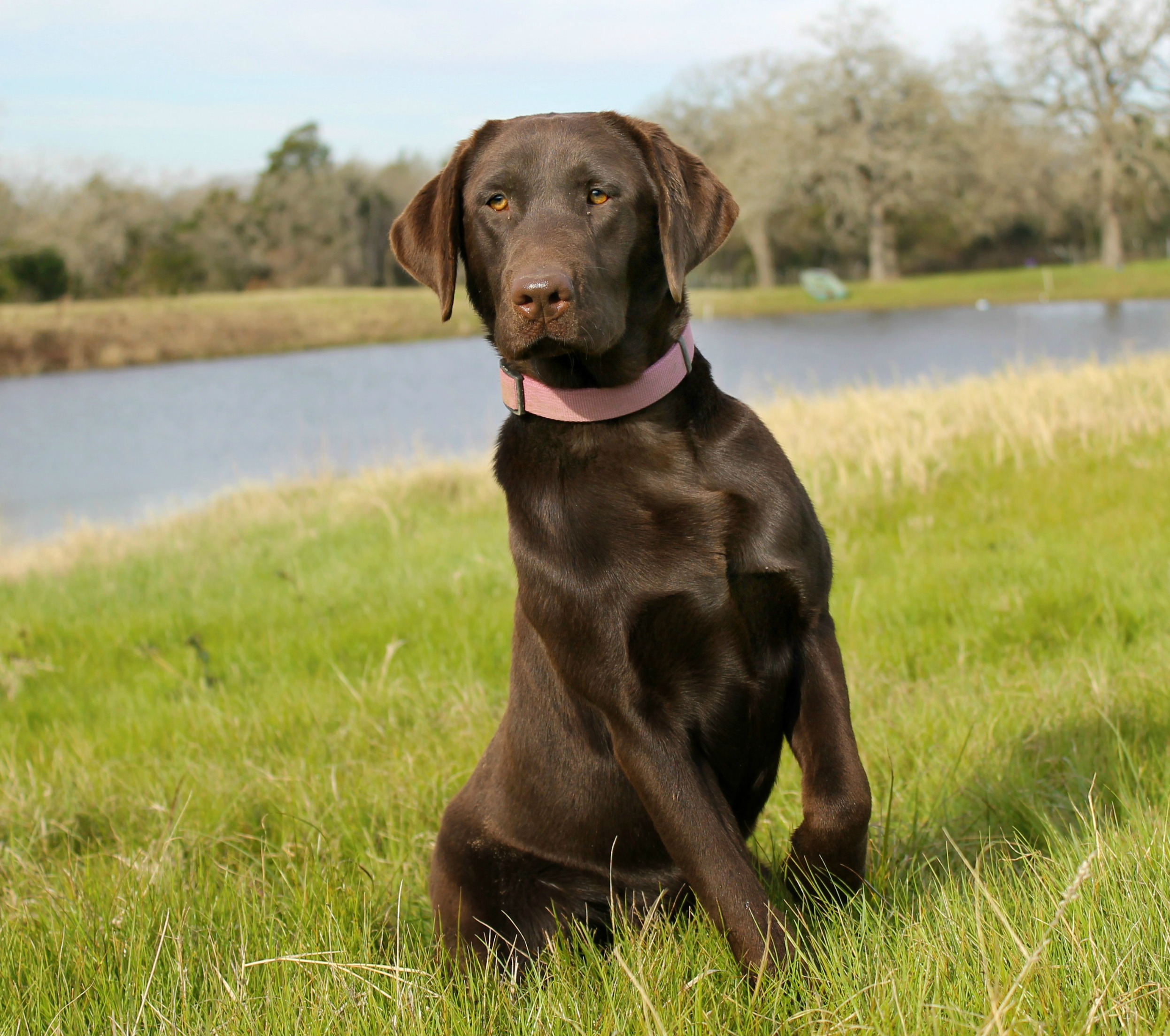 Schoenfield's Redmark Ruthlss Cook  CGC | Chocolate Labrador Retriver