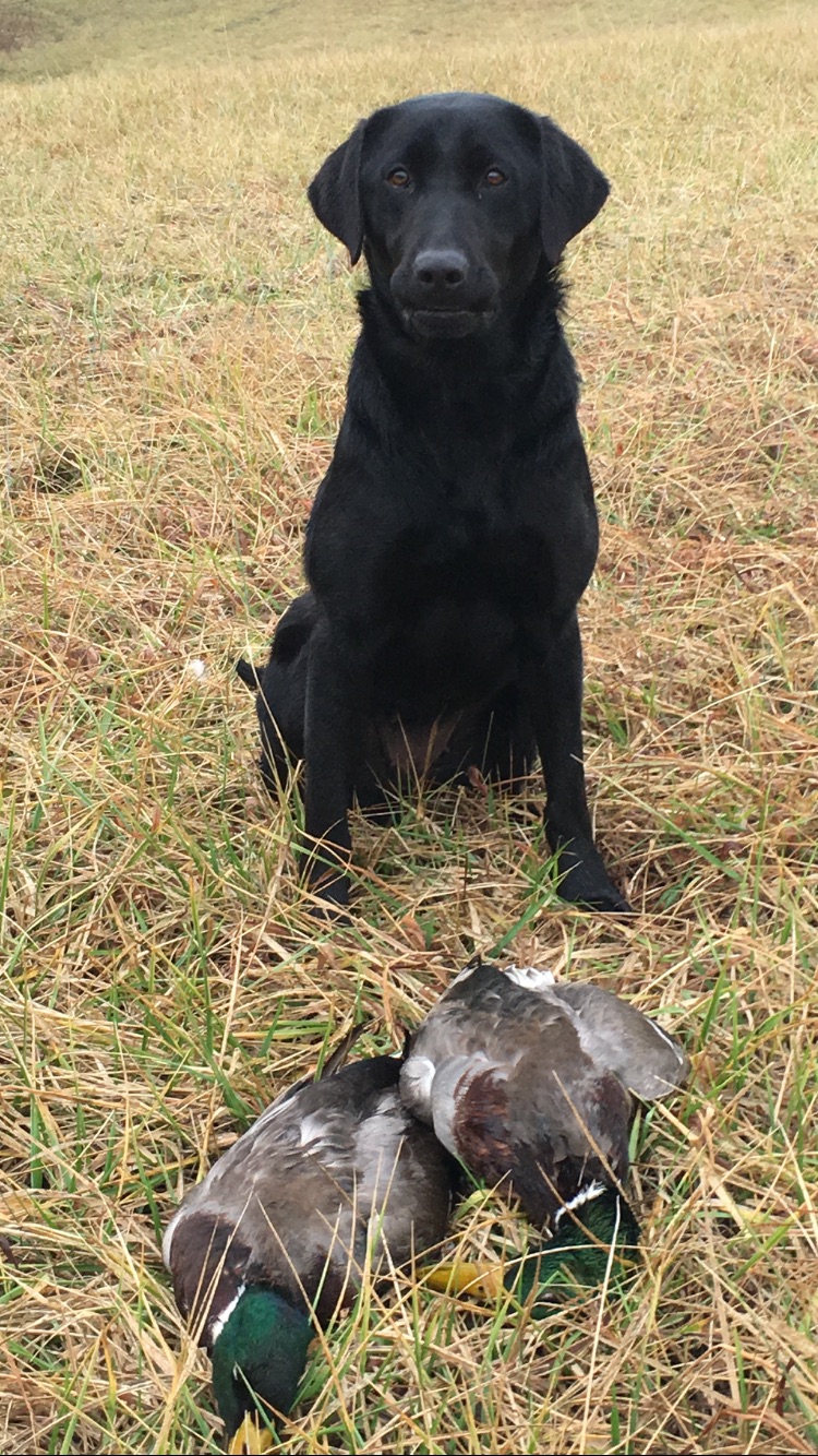 HRCH Too Hot 2 Handle | Black Labrador Retriver