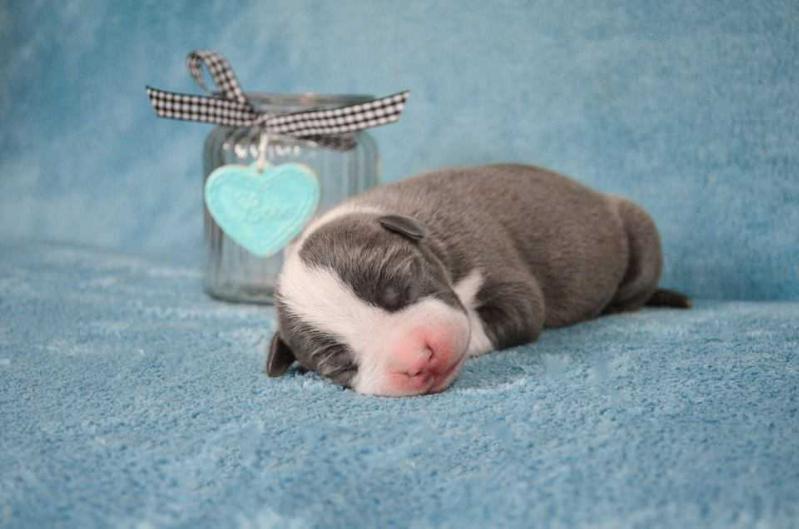 TUNDER Blossoming Rose | American Staffordshire Terrier 