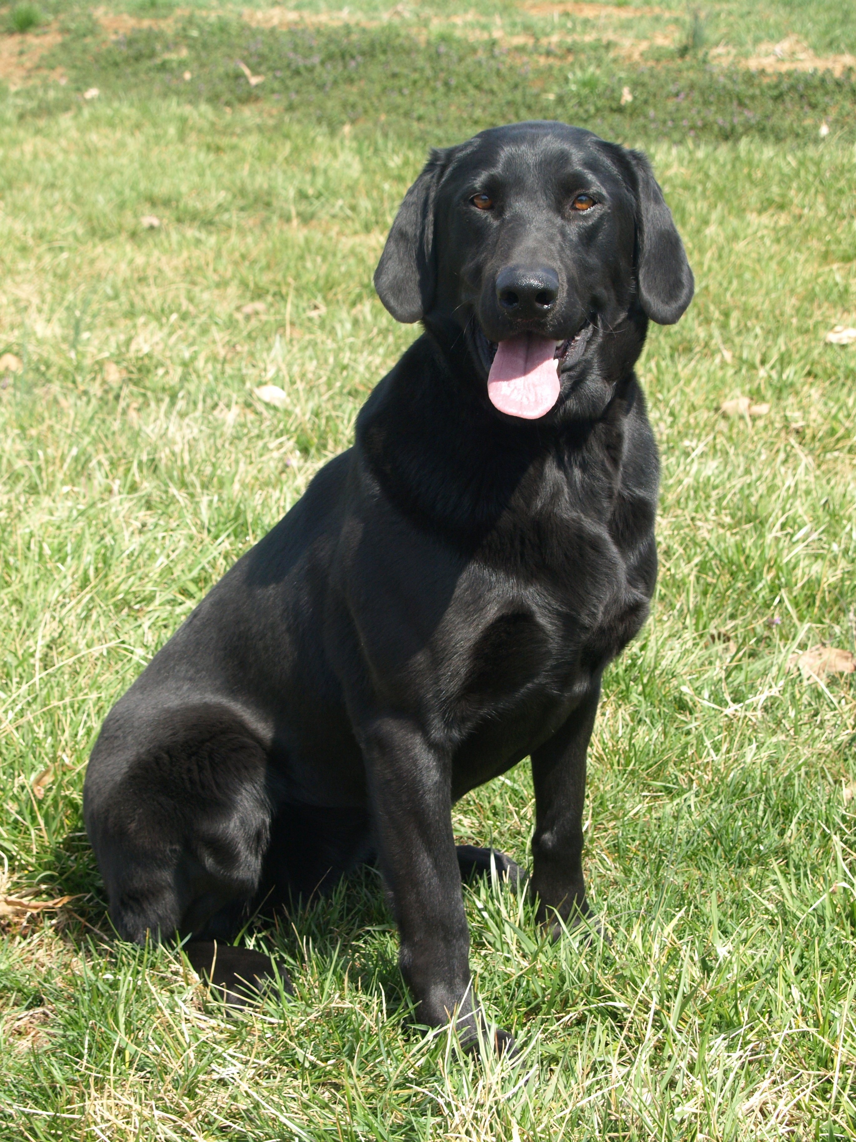 Back Creek's Fowlin' Around | Black Labrador Retriver