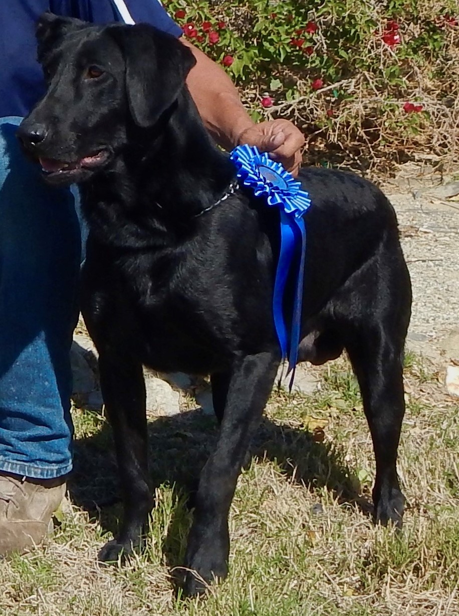 FC AFC Seaside's Cradle Robber-omg | Black Labrador Retriver