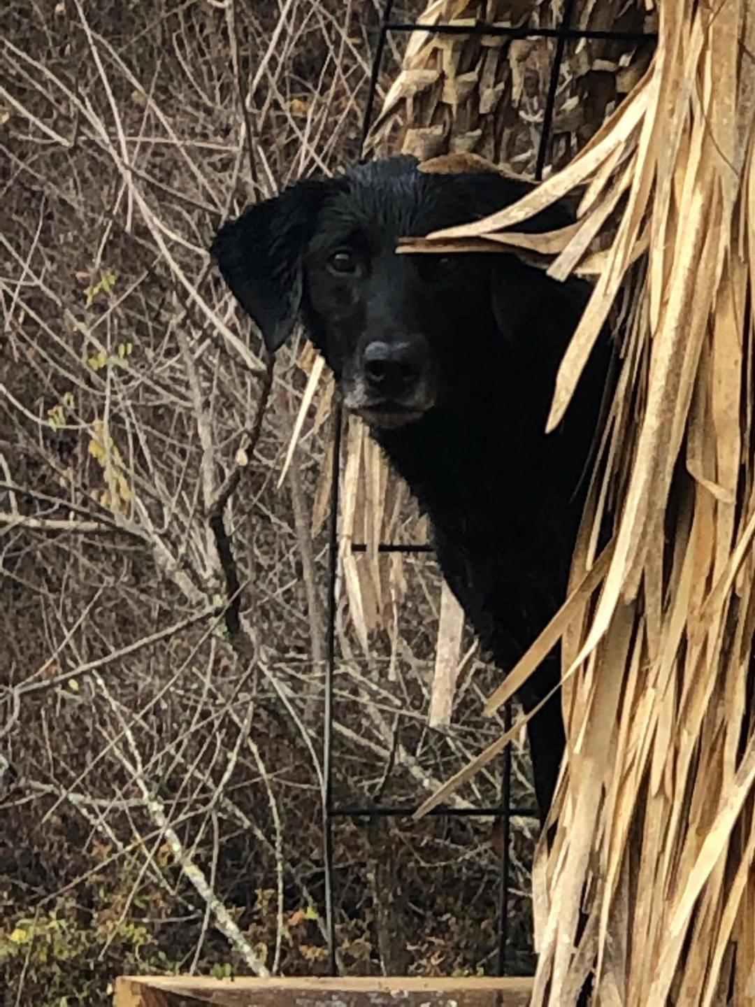 Warren-Hill's Wee Bit Of Devil SH | Black Labrador Retriver