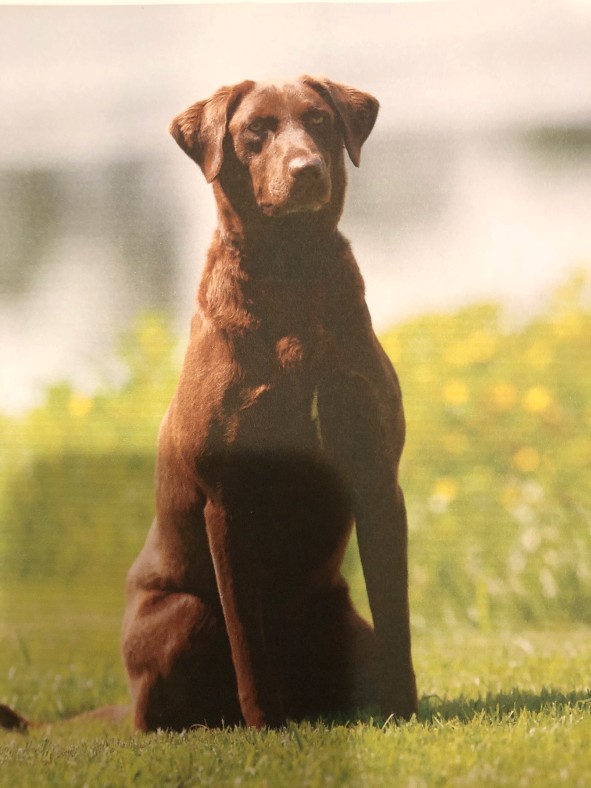 HRCH Harness Creek's All Over Now | Chocolate Labrador Retriver