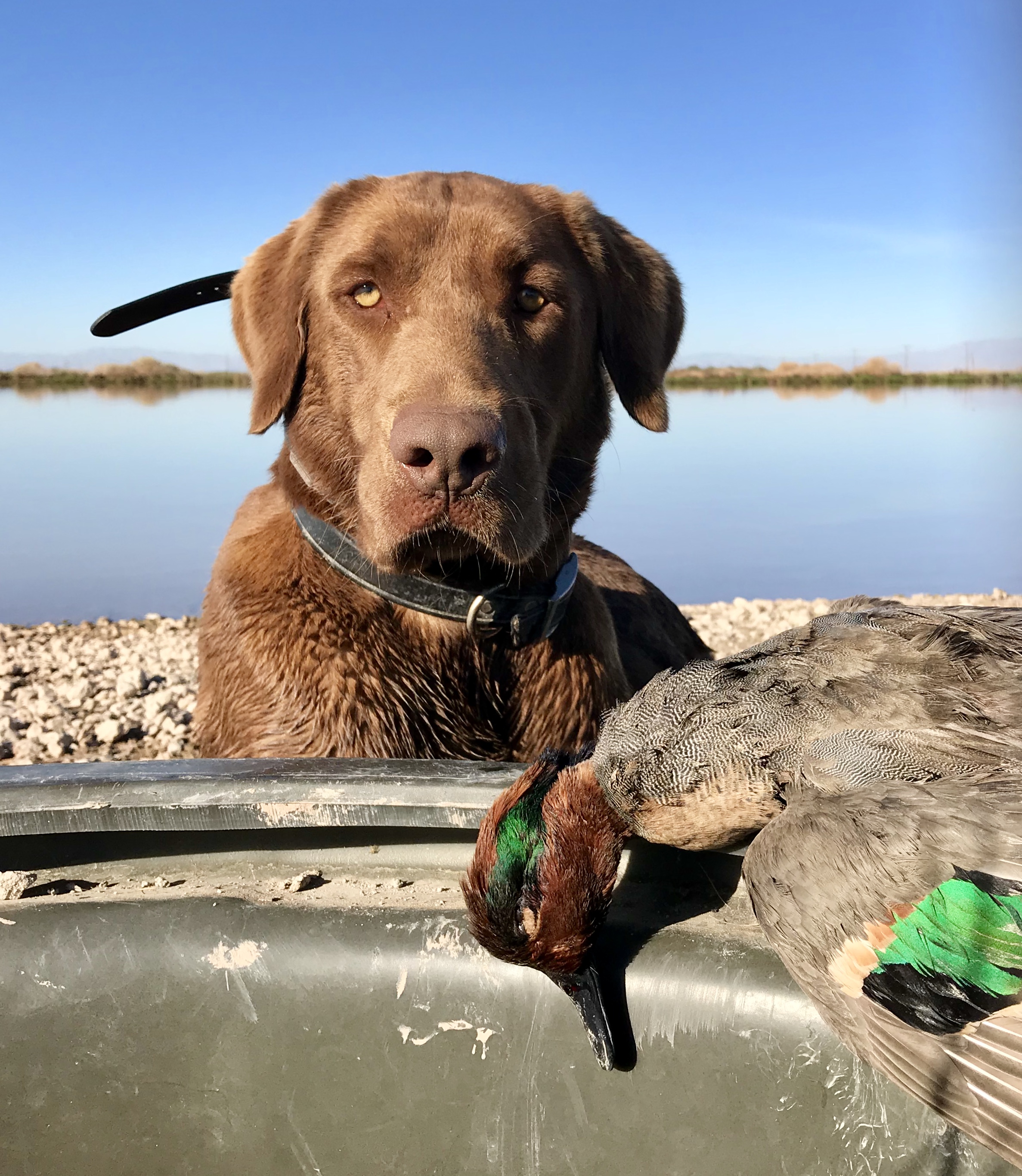 HRCH Lakota's Mountain Spirit SH | Chocolate Labrador Retriver