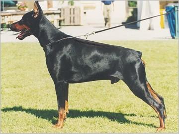 Graaf Zeppelin v. Neêrlands Stam | Black Doberman Pinscher