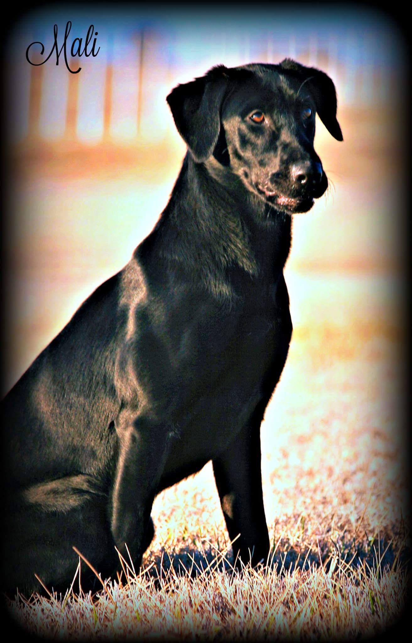 Caribbean Breeze | Black Labrador Retriver