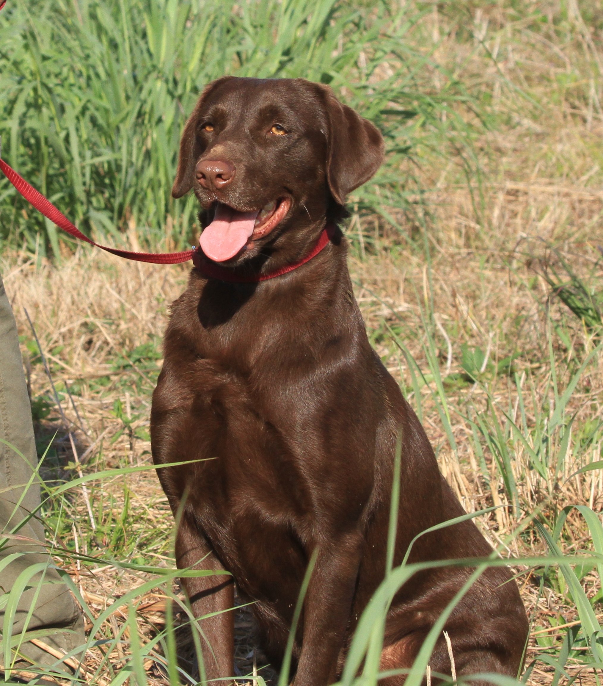 HRCH Harness Creek's Duck Robber | Chocolate Labrador Retriver