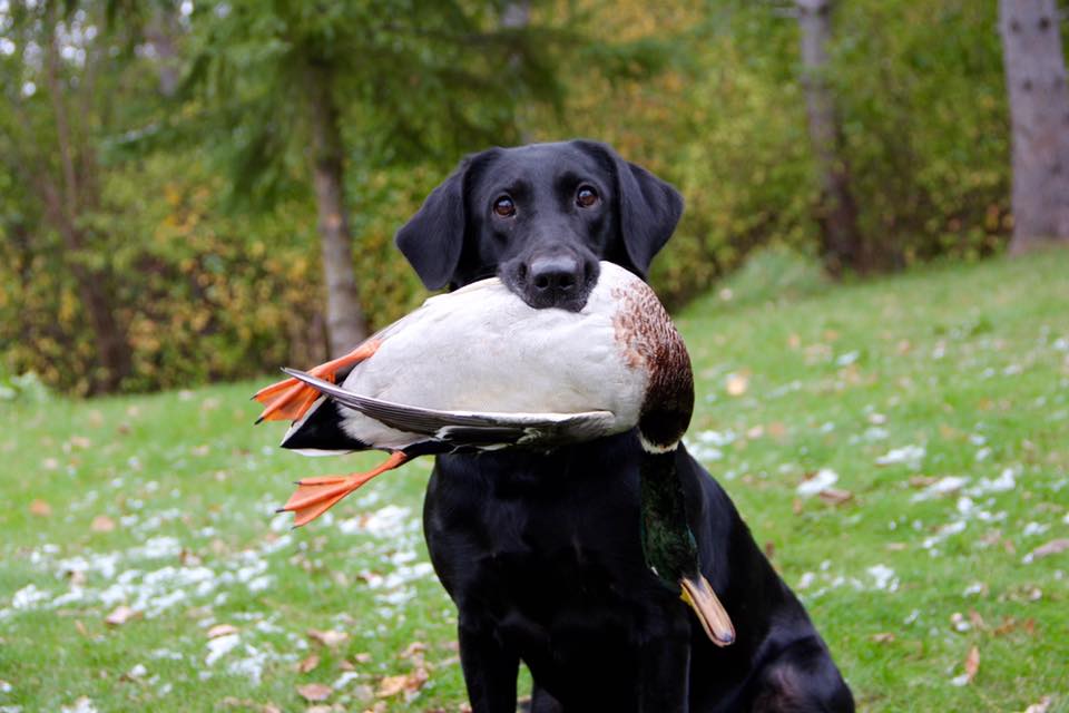 Cm's Badger State Berry MH | Black Labrador Retriver