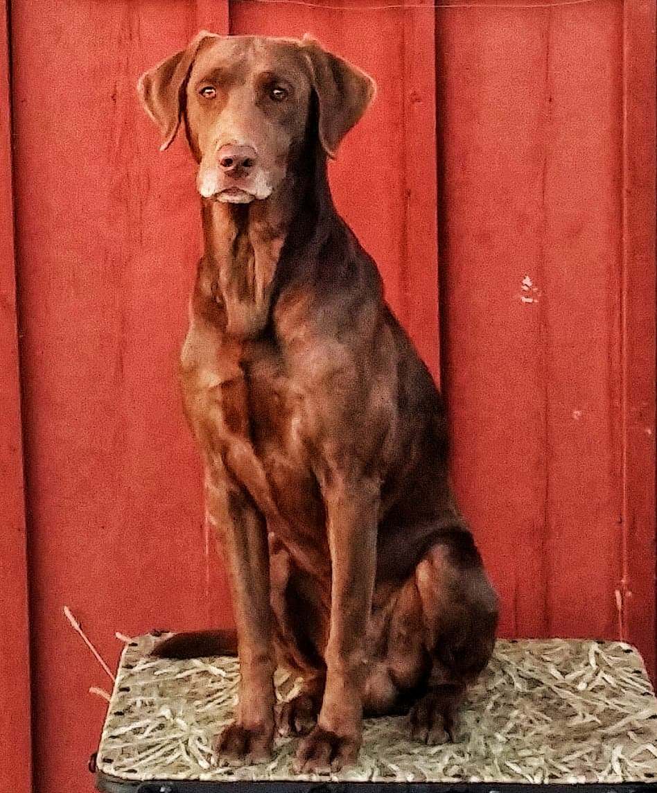 HRCH Gator Points Mr Peterson MH | Chocolate Labrador Retriver