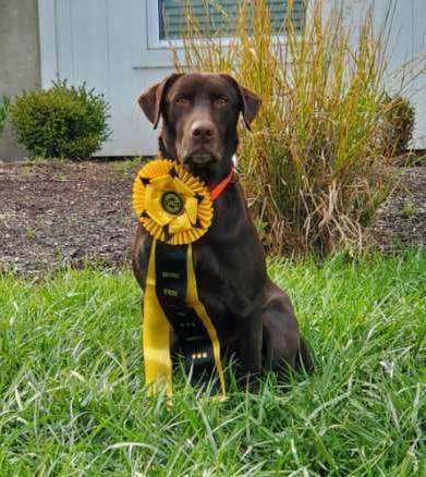 HRCH Wind Wagons M47 | Chocolate Labrador Retriver