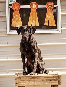 Dark Corner's Dirt In The Skirt MH | Black Labrador Retriver