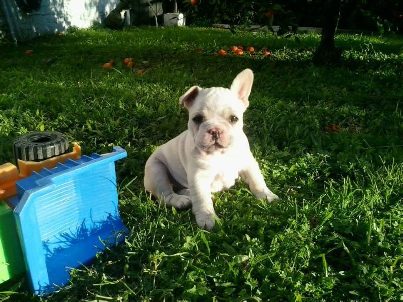 AMELIE ZWEI BOGEN | French Bulldog 