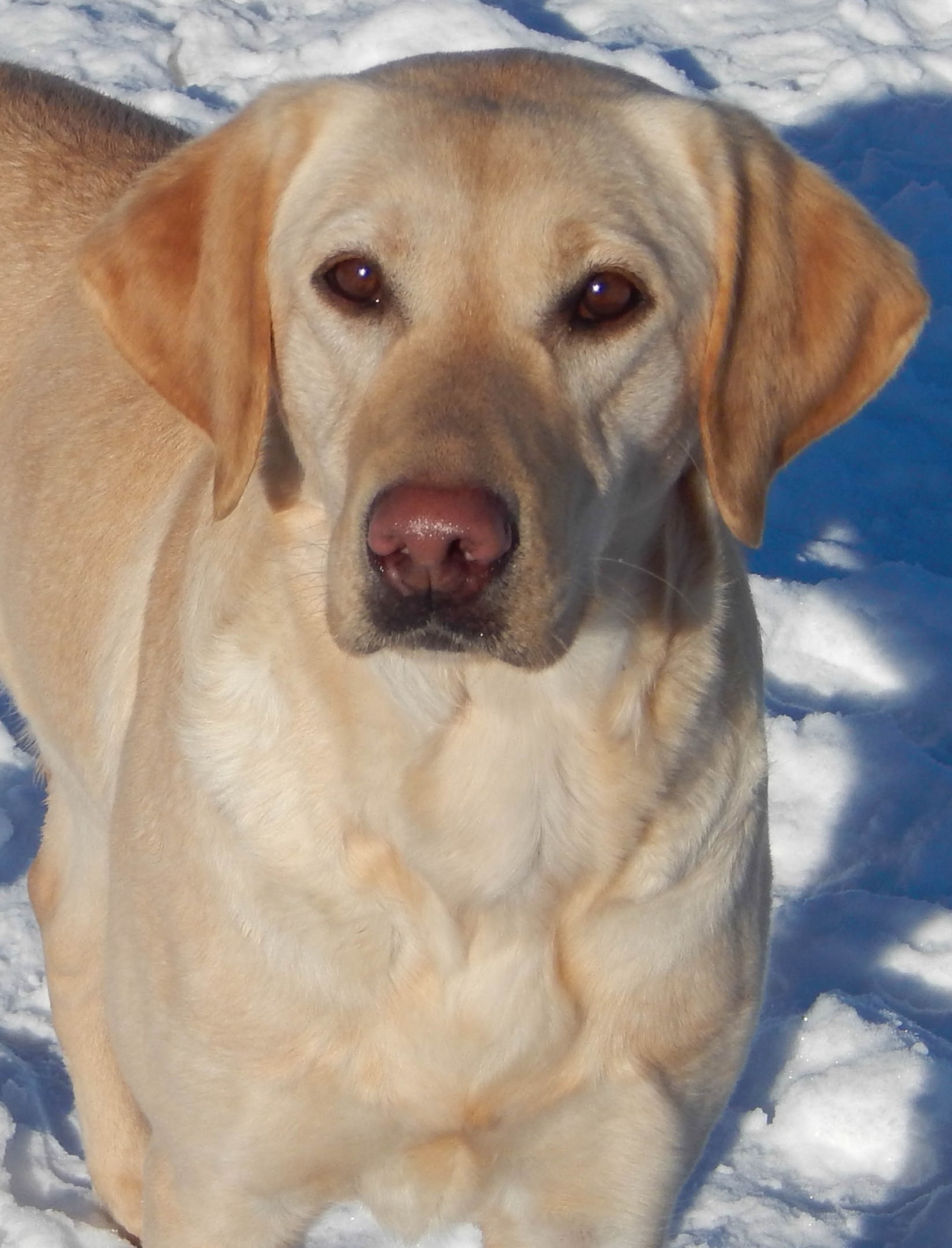 Birddog's Hayseed Molly Mcbunn | Yellow Labrador Retriver