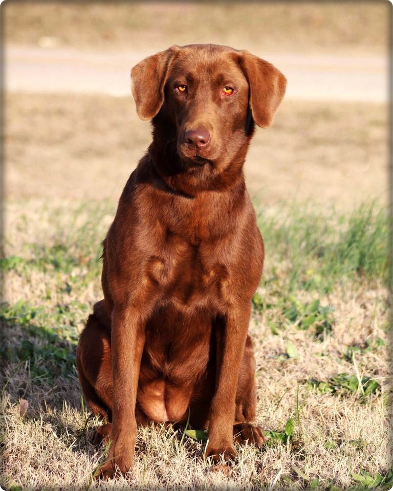 SBR High caliber rebel | Chocolate Labrador Retriver