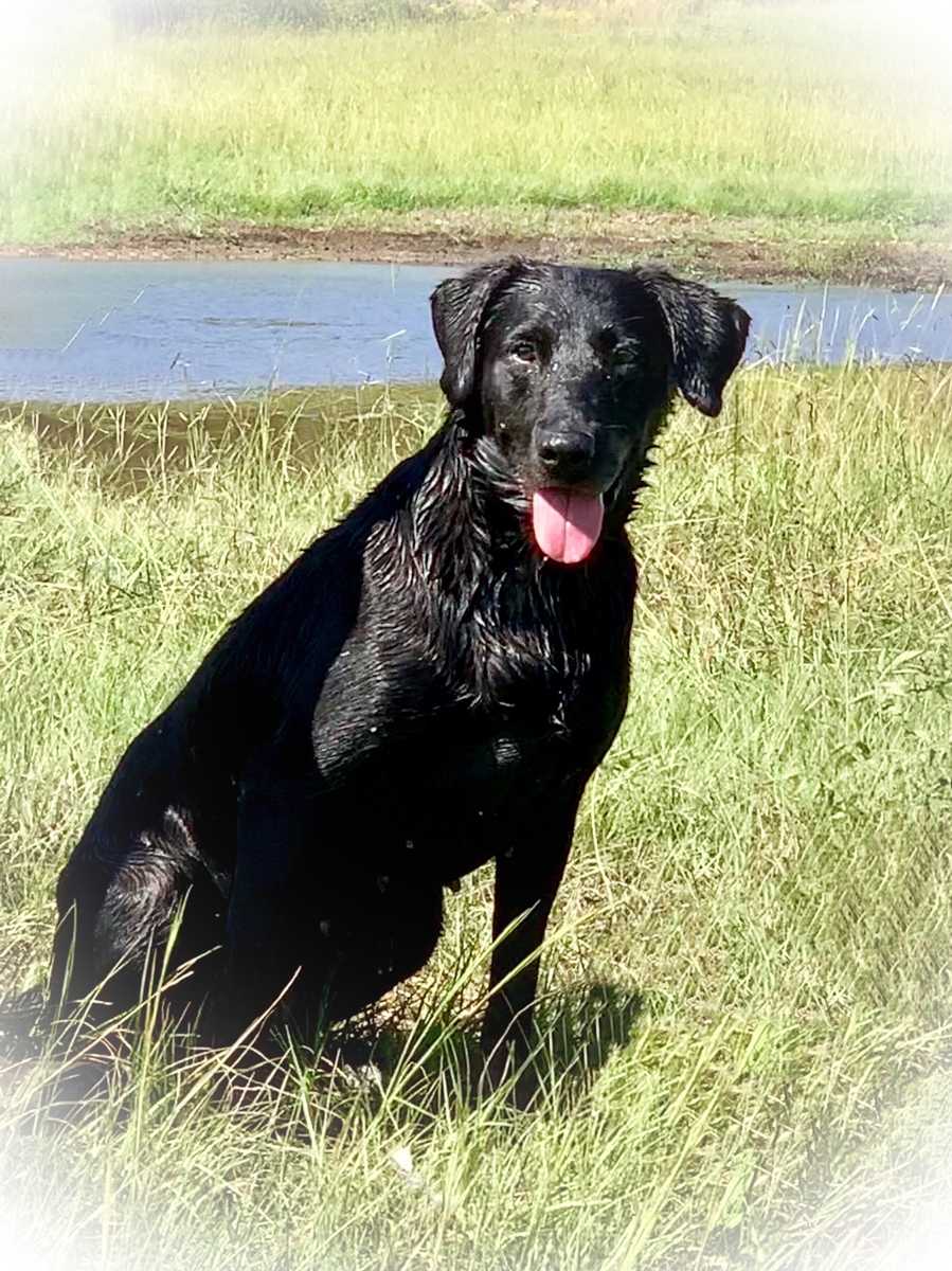 HRCH Y-Farms Cash's Candlewoods Cutie MH | Black Labrador Retriver