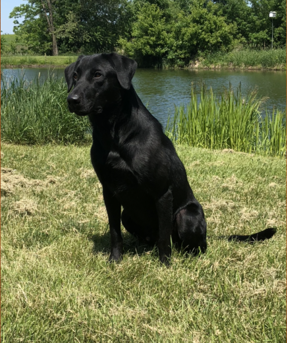 HRCH Red Squad's Loverboy MH QA2 | Black Labrador Retriver