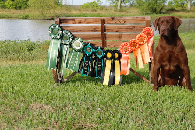 HRCH  Rainwaters Santa Fe Jake To The Max | Chocolate Labrador Retriver