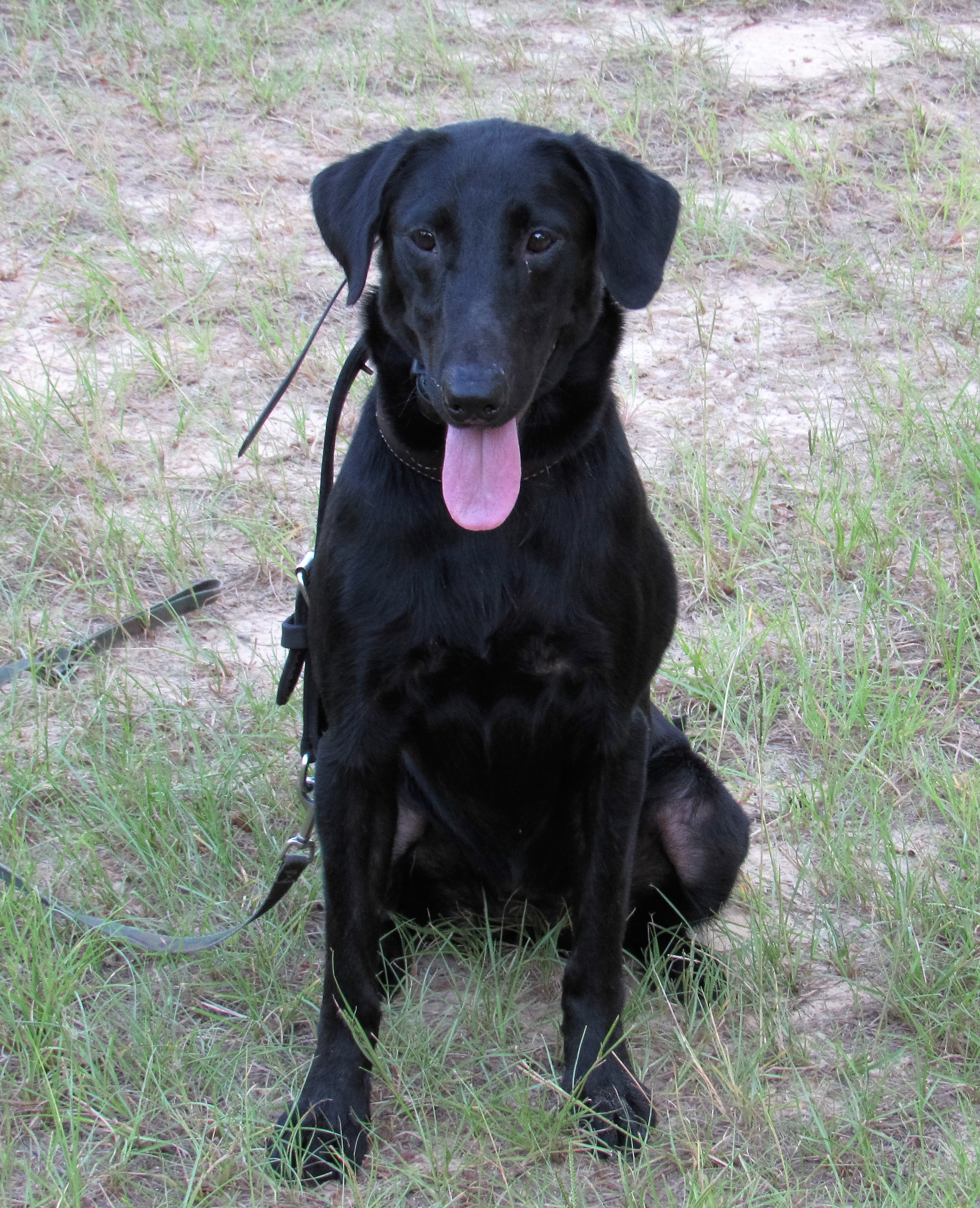 Moccasin Creek's Black Smoke | Black Labrador Retriver